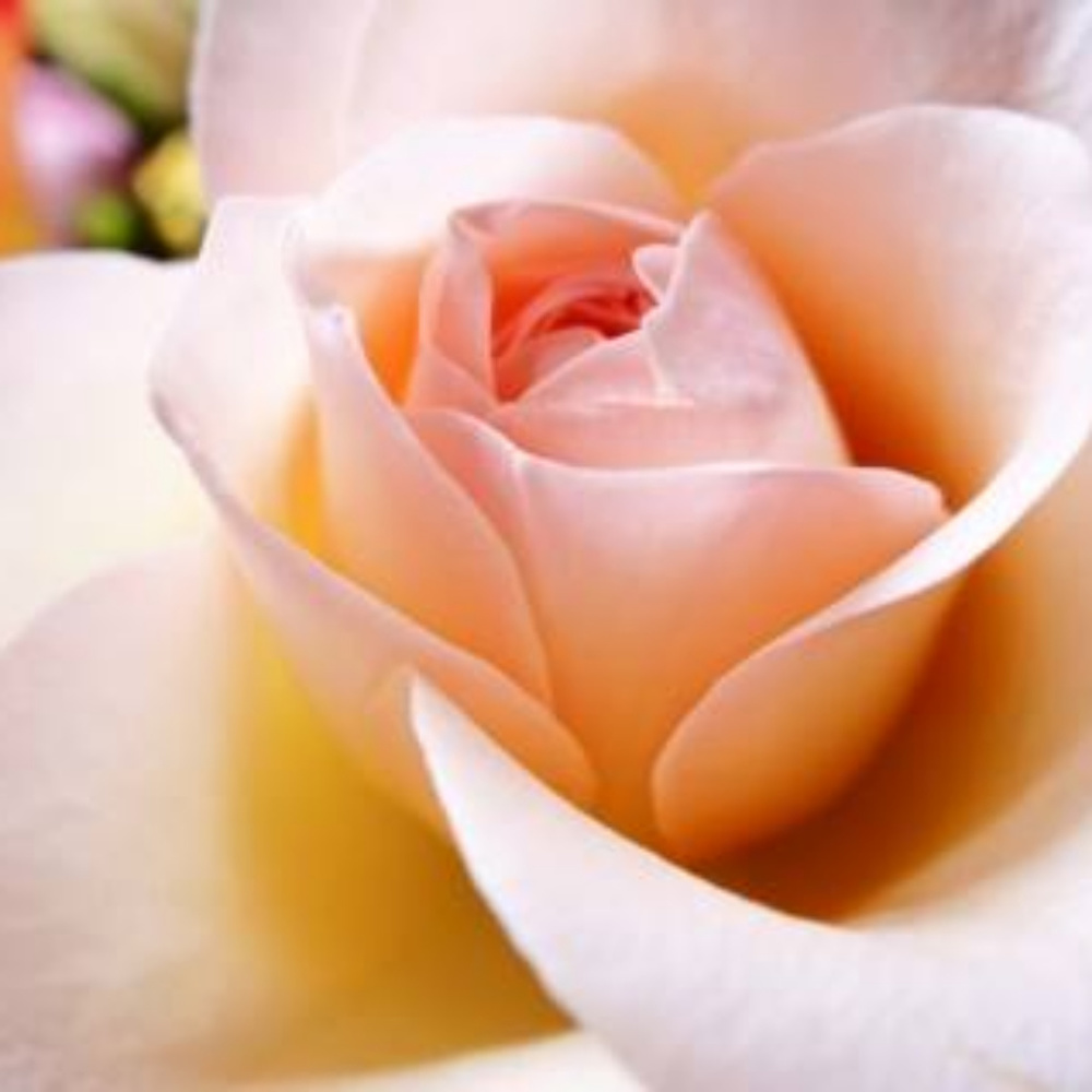 THANKS FOR LIKING & SHARING, PLEASE BUY SOMETHING